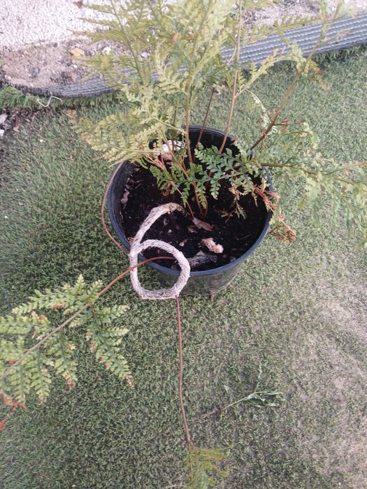 Planta: samambaia pata de coelh