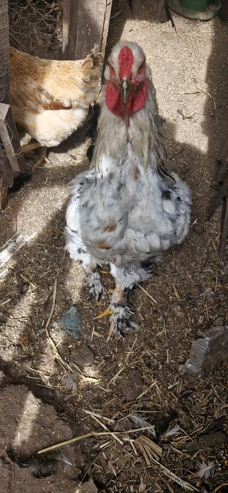 2 Galos  Brahmas puros