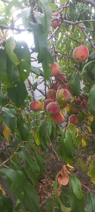 Dzialka Rodo sprzedaż