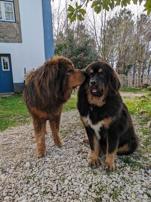Mastim Tibetano cachorro