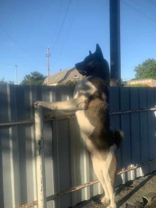 Маля американськоі акіти