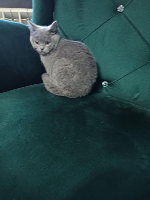 Sprzedam kota Brytyjskiego