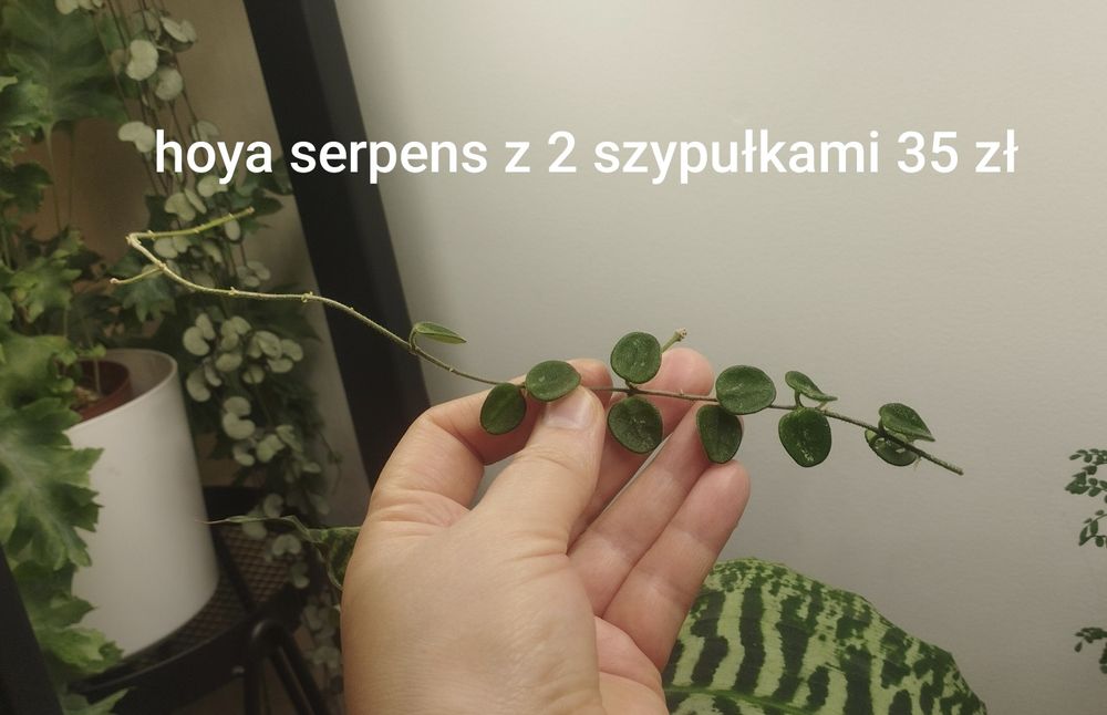 Hoya serpens hoja cięta szypułki kwiatowe
