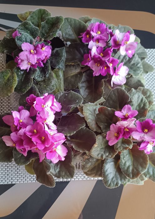 Фіалка сенполія квітуча