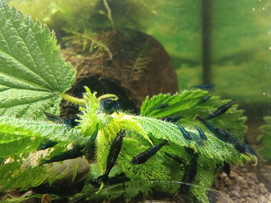 Blue velvet krewetki, roślina gratis