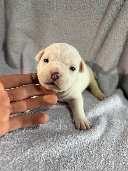 American Bully!!
