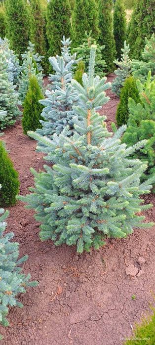 Туя , самшит, ялинка кейбаб,