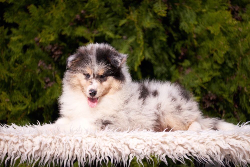 Щенок колли, окраса *Blue Merle*, из питомника "Old Golden Gates"