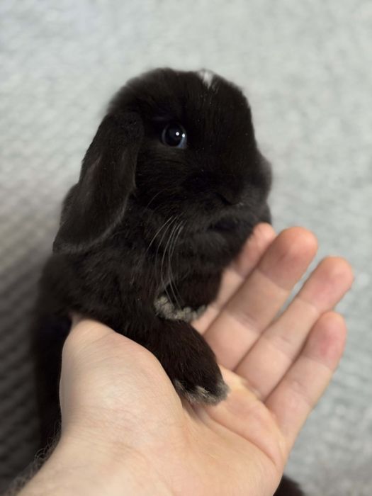 , króliki mini lopki,miniaturki