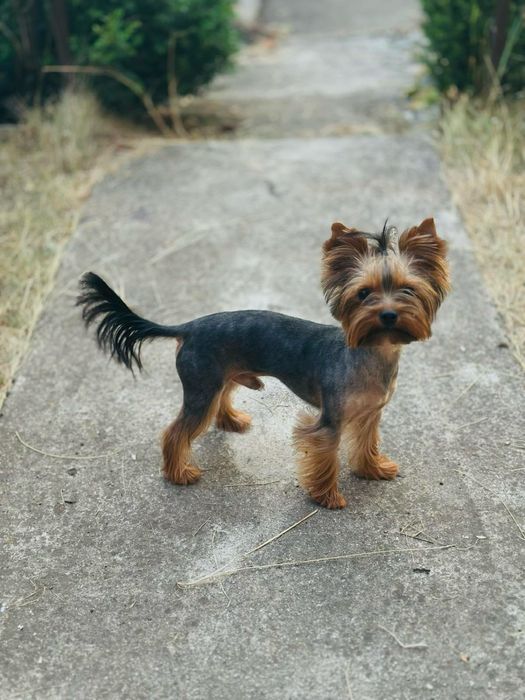 Йорк,Йоркширский терьер