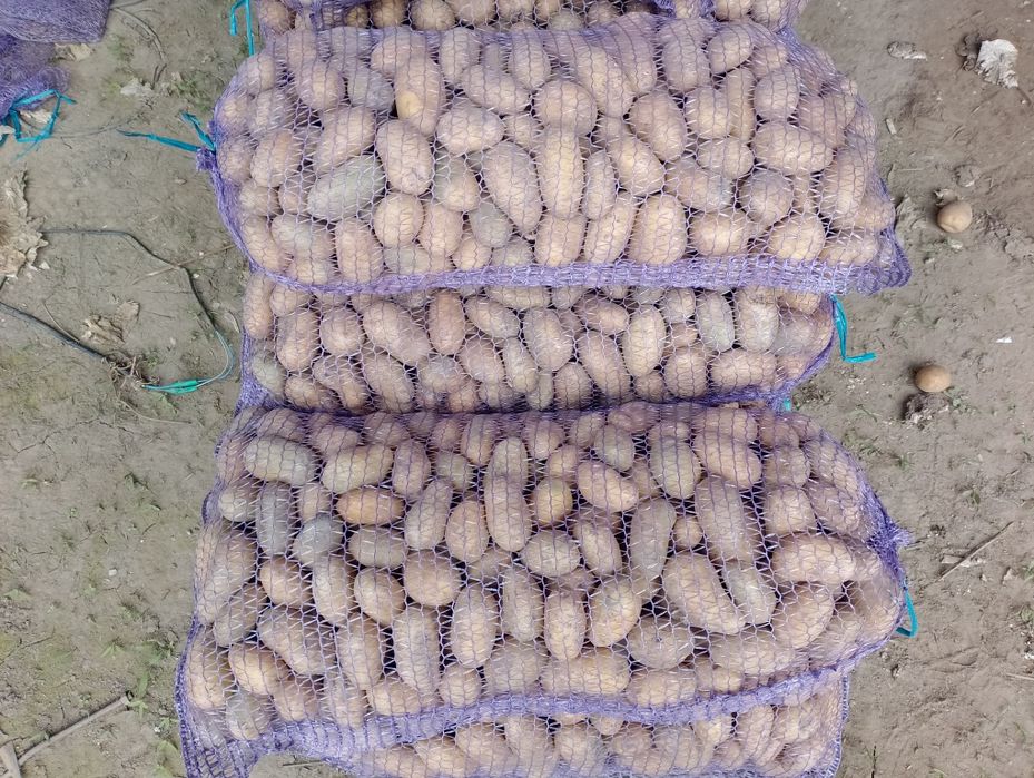 Посадкова картопля різних сортів