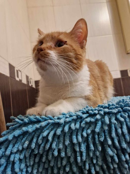 Отдам рыжего кота, кастрирован, 4 года