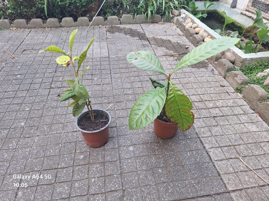 Duas plantas Nespereiras