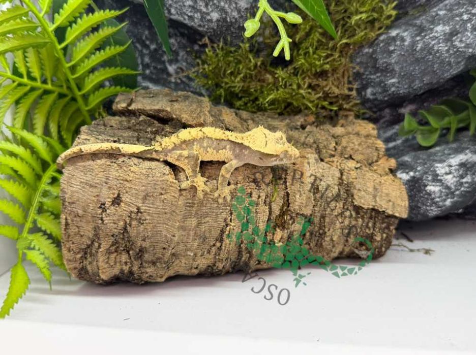 Gekon orzęsiony Gekony orzęsione Grudziądz