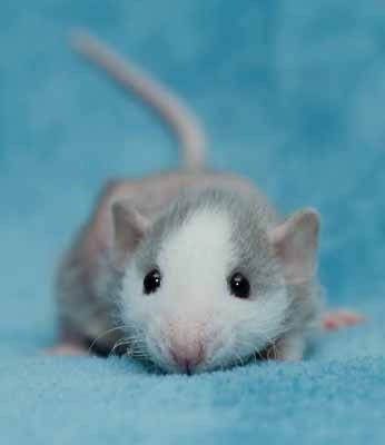 Крыска / крысята