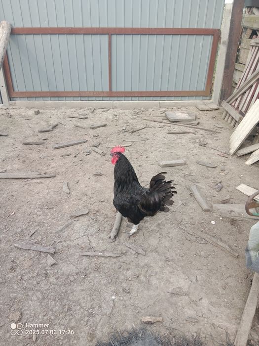 Sprzedam koguty Australorp i  mieszane
