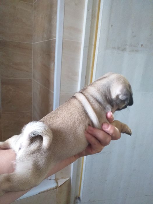 Цуценятка шикарні