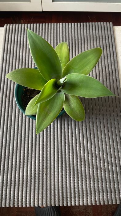 Plantas Agave Dragão (Agave attenuata)