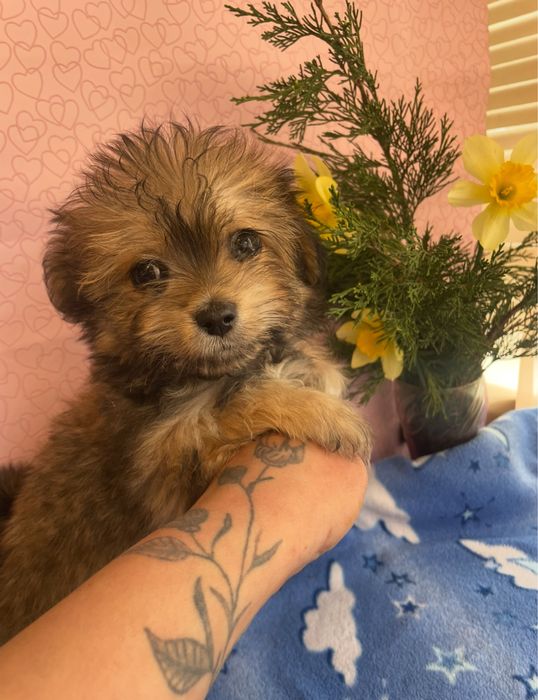 Щенки йркипу ,мальчик и девочка )