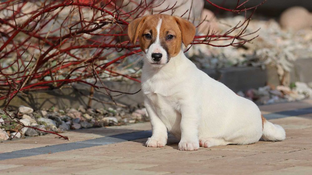 Śliczny Jack Russell Terrier ZKwP FCI-piesek z wzorcowej hodowli
