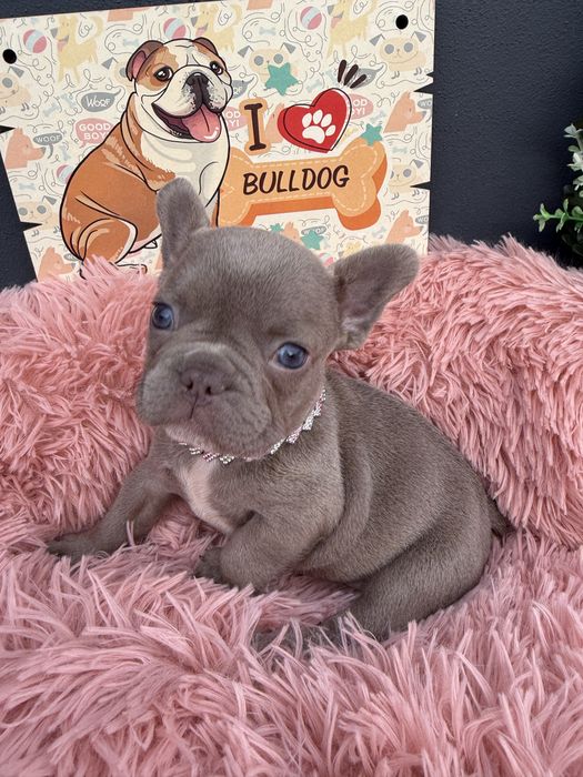 Menina buldog frances lilac