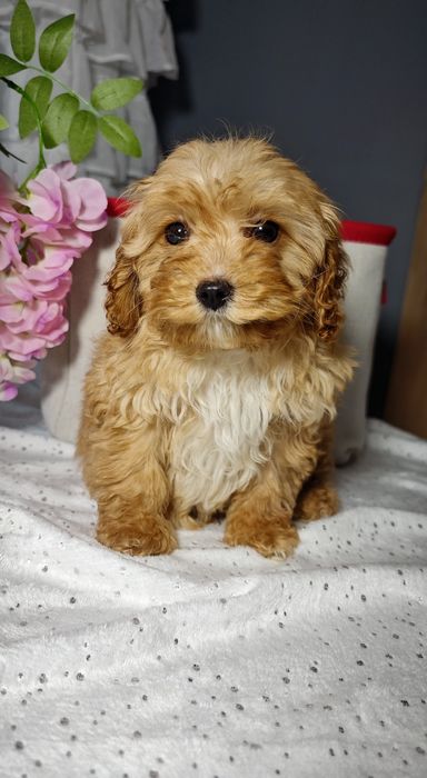 Cavapoo uroczy chłopczyk