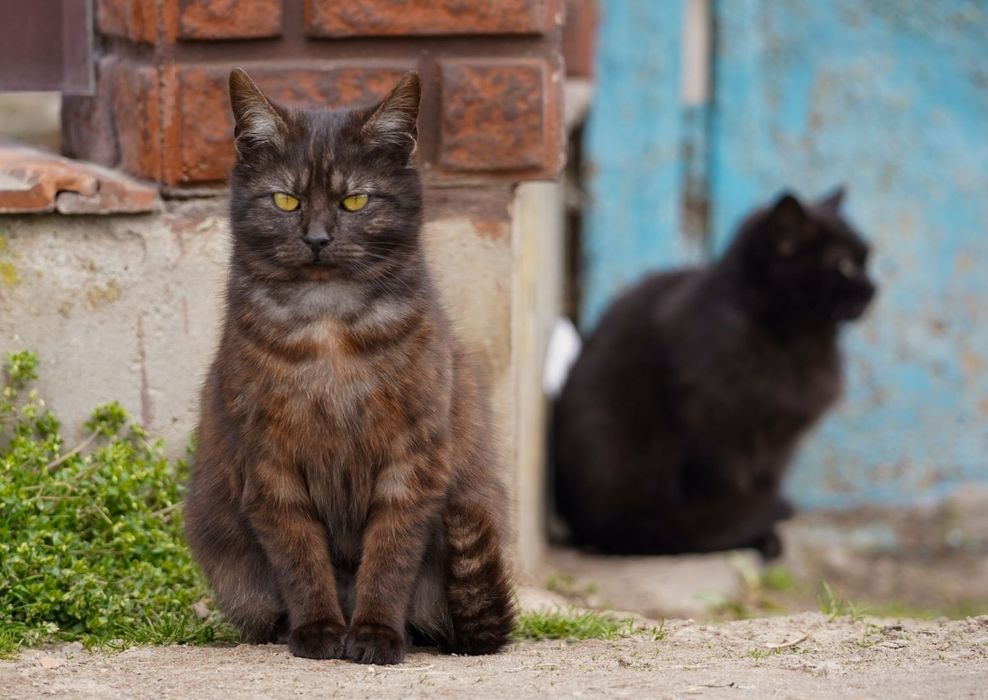 Вуличні коти, кішки, молоді