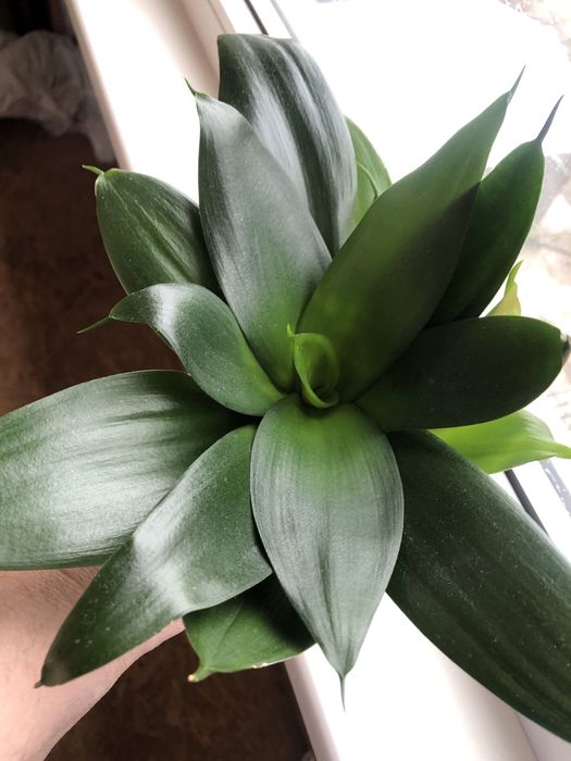 Ханні Сансевієрія Вітні Eve Філіппінка Сільвер Маргіната Джейд Єва