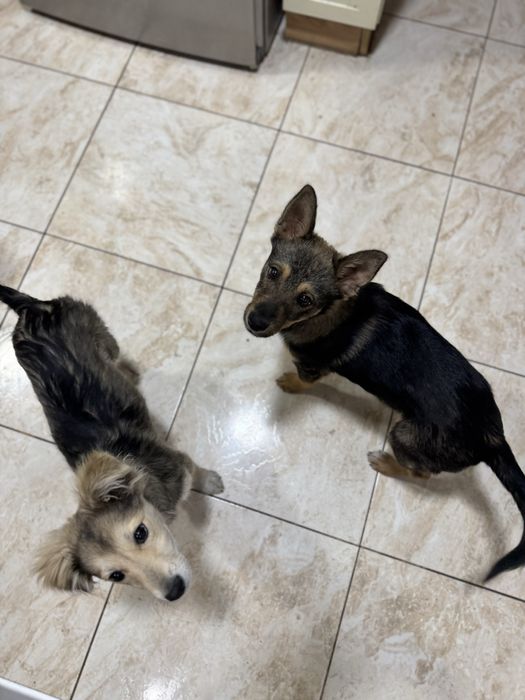 Шукають домівку покинуті цуцики