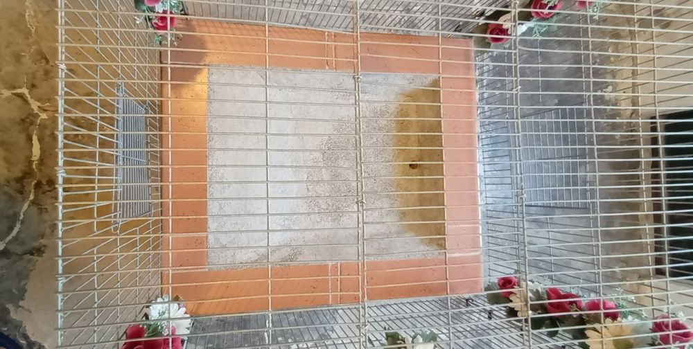 Banheira para passaros