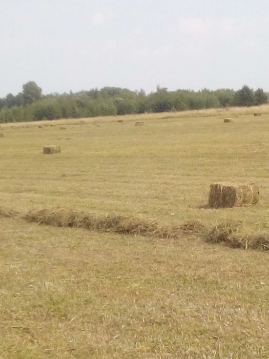 продам  в тюках-солома -50грн