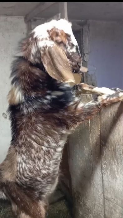 Козлик породи нубокаморі на в'язку