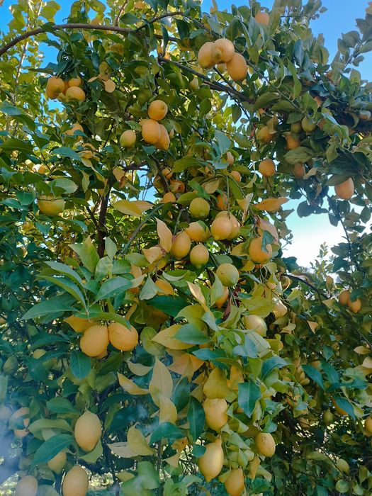 Limão de casca fina.