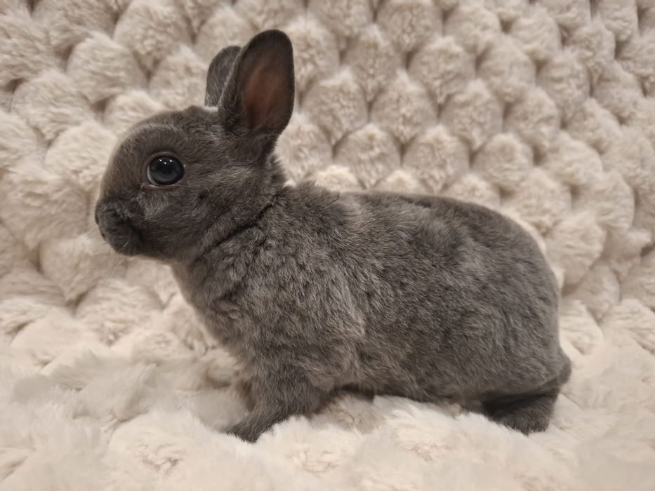 Karzełek rex pomarańczowy króliczek miniaturka orange mini lop
