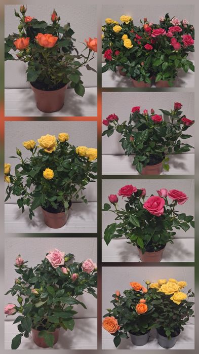 Троянди в горщиках