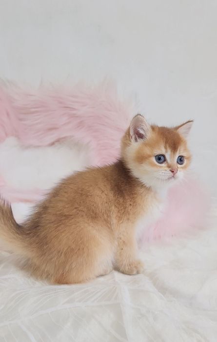 Шотландське кошеня золота шиншила