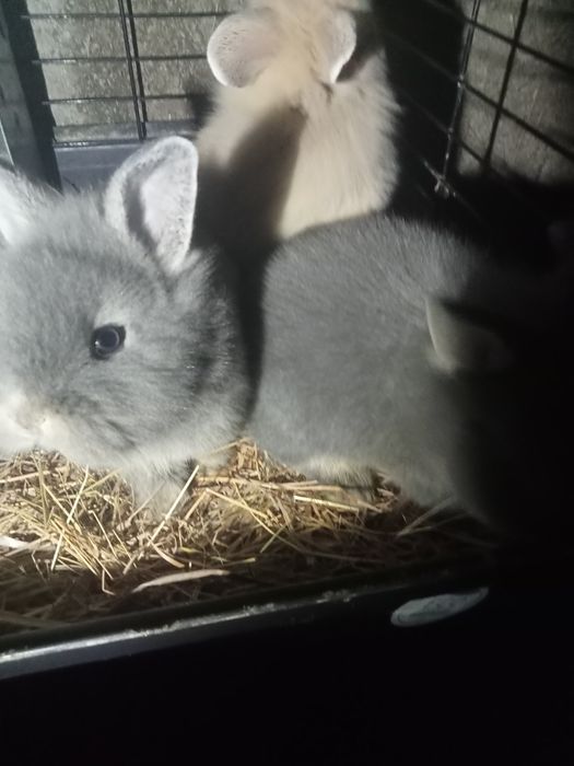 Coelhos anões bebés