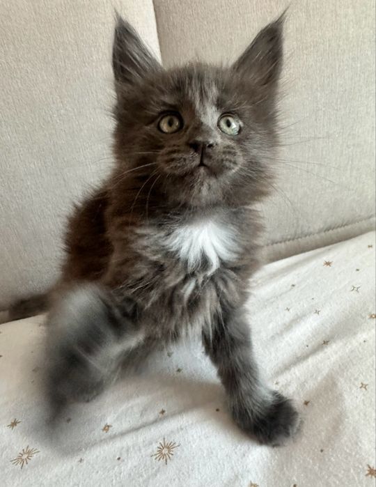 Kotka Maine Coon  |  Rodowód FPL