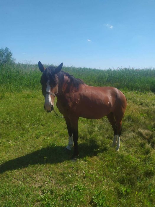 Лошадь зовут лялька