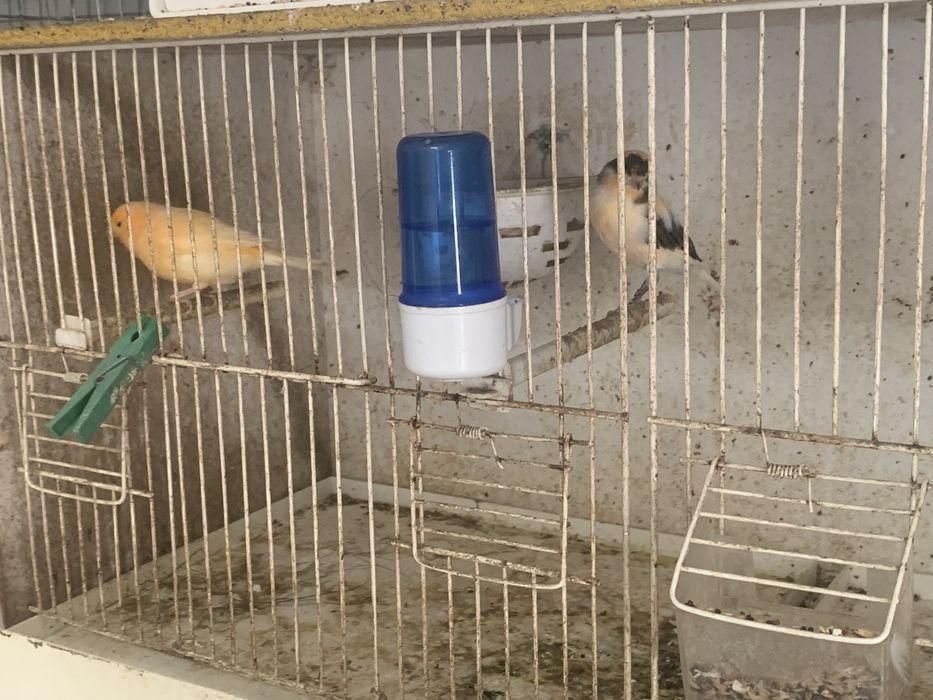 Vendo tudo ou troco por ring necks