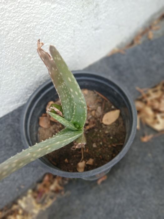 Aloe vera da Madeira.
