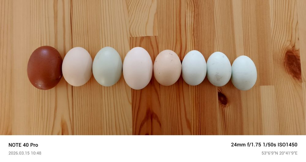 Jajka wiejskie z wolnego wybiegu od zielononóżek