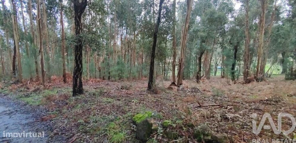 Terreno Agrícola em Bela