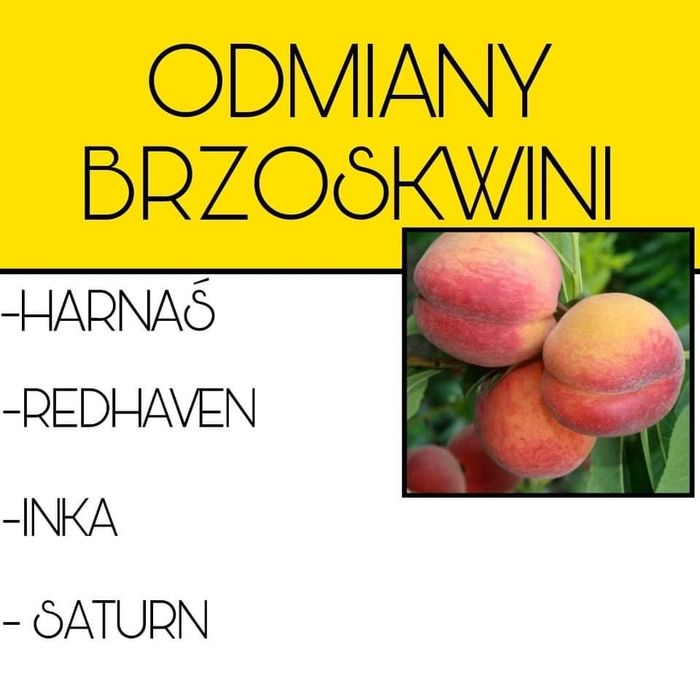 Sprzedam drzewka owocowe 30 zł