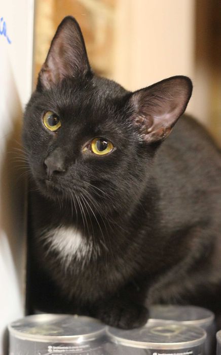 Złotooki BOGDAN wciąż wypatruje domu