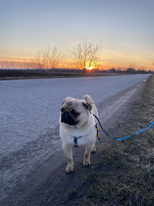 Вінниця Вязка Мопса