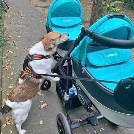 wózek bliźniaczy Baby Active Twinni