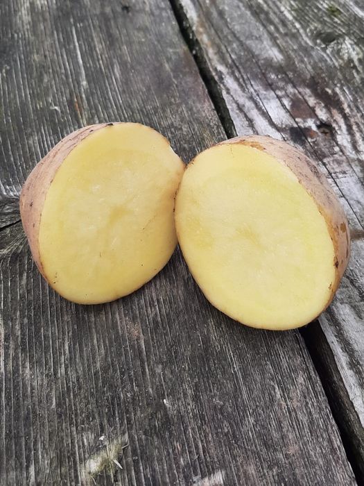 Ziemniaki odmiana ignacy