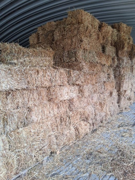 Fardos de palha de azevem pequenos e rolos