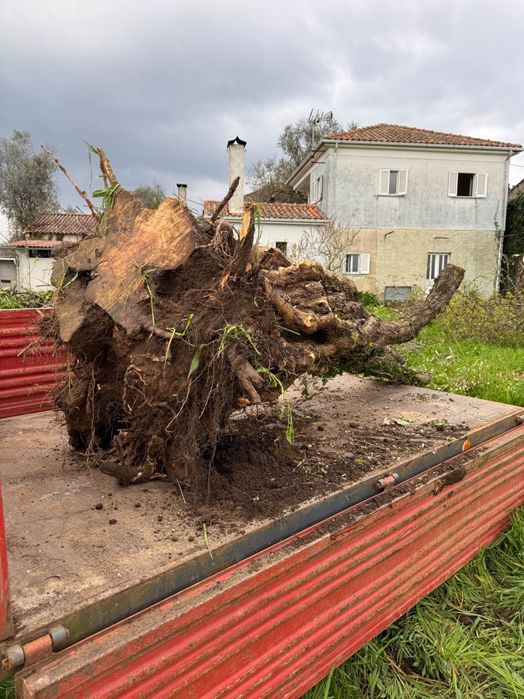 Oliveira centenária